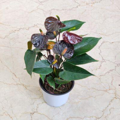 Anthurium Black 12 cm pot — buy online from Savita Rose Nursery, Mumbai