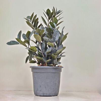 Zamioculcas zamiifolia Raven (Black ZZ Plant) 18 cm pot — buy online from Savita Rose Nursery, Mumbai