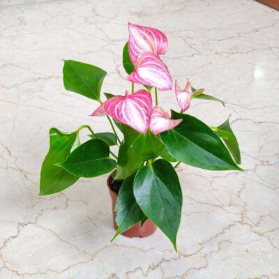 Anthurium Pink 8.5 cm pot — buy online from Savita Rose Nursery, Mumbai