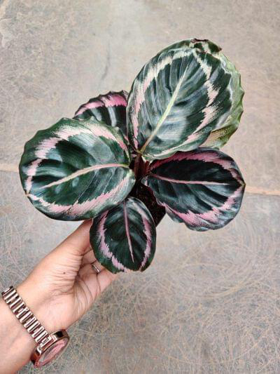Calathea Red Wine 7 cm pot — buy online from Savita Rose Nursery, Mumbai