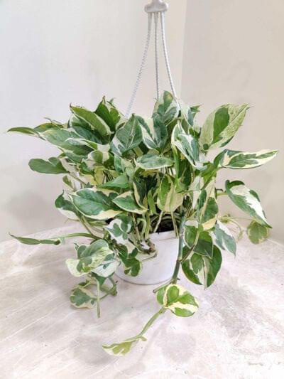 Scindapsus Njoy Hanging 17 cm pot — buy online from Savita Rose Nursery, Mumbai