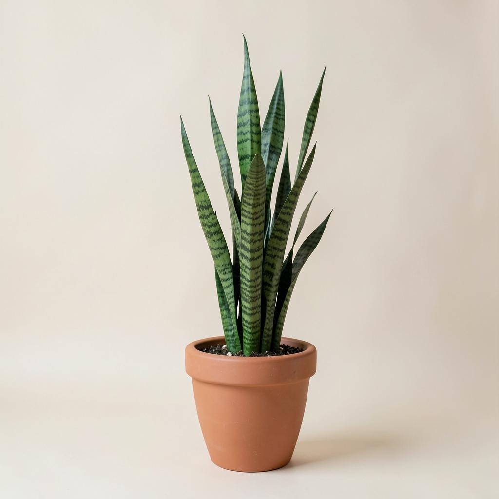 Snake Plant (Sansevieria) — buy online from Savita Rose Nursery, Mumbai