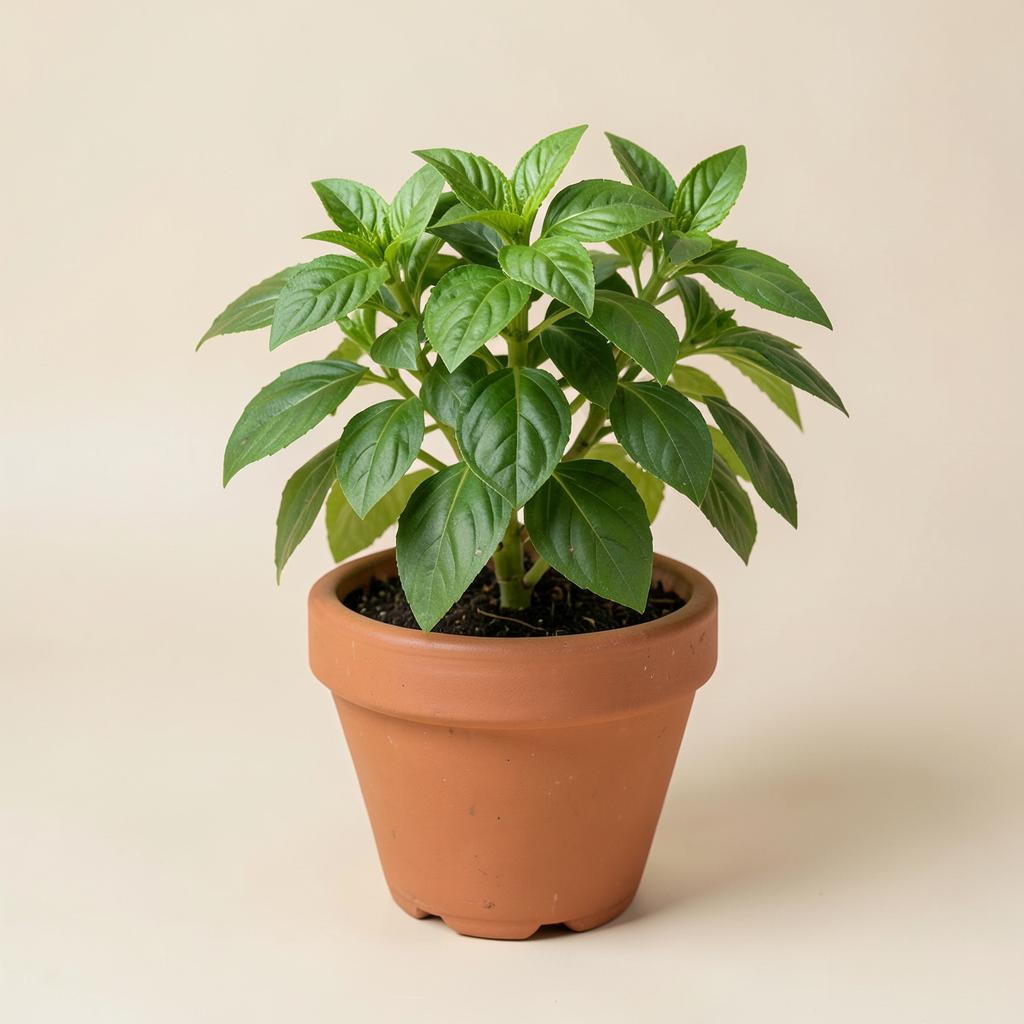 Tulsi (Holy Basil) — buy online from Savita Rose Nursery, Mumbai